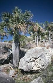 Image result for Monopsis decipiens