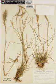 Image result for Aristida congesta