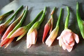 Bila dah siap gubah saya tengok bunga kantan tu elok je, cantik dan kembang. Bunga Kantan Bukan Sekadar Buat Laksa Ulam Untuk Awet Muda Dan Bau Badan Saji Xtra