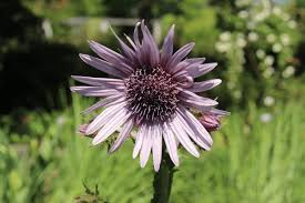 Image result for Berkheya angolensis