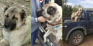 Kopek Dovusturen 5 Kisiye 23 Bin Lira Ceza Kesildi Dogs Animals