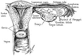 An illustration showing a theory of vision published in treatise on man by rene descartes. Clinical Anatomy Of The Uterus Fallopian Tubes And Ovaries Glowm