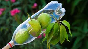 Plastic Bottle Ideas How To Make Fruit Picker Fruit Picker Pick Gardening Apple Please Repin Save To In 2020 Fruit Picker Fruit Picking Survival Seeds