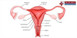 Clitoris, nervous system female genital anatomy biology. Dr S K Jain