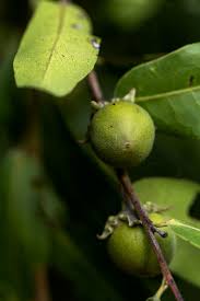 Image result for Diospyros mespiliformis