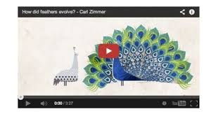 A Miraculous Accident Of Physics Carl Zimmer Explains How Feathers Evolved Animated Carl Zimmer Animation Feather