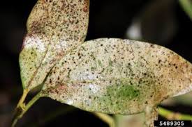 Powdery mildew of viburnum primarily affects young leaves and shoots. Yellow Leaves On Viburnums Reasons For Viburnum Leaves Turning Yellow Viburnum Yellow Leaves Plant Care