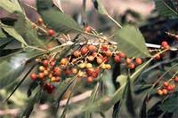 Image result for Allophylus ferrugineus