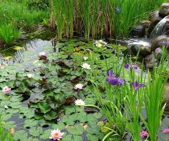 Scarica questa immagine gratuita di fiore acquatici ninfee dalla vasta libreria di pixabay di immagini e video di pubblico dominio. Piante Acquatiche Da Laghetto Idee Green