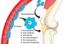 Image result for how do mesenchymal stem cells culture for pain and injury treatment