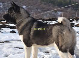 Amerikan Akita Inu Kopegi Satilik Kopekler Kopek Akita Hayvan