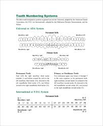Sample Teeth Chart Template 10 Free Documents Download In Pdf