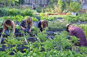 Neben dem berühmten rosengarten der fürstin gracia patricia sowie dem botanischen garten (jardin exotique) gibt es im fürstentum zahlreiche gärten und parks zu entdecken, unter anderem den park prinzessin antoinette, den japanischen garten, die gärten saint martin, die gärten von kleinafrika und boulingrins oder auch die gärten von unesco auf den terrasses de fontveille. Gartenkunst 2 0 Die Wandernden Garten Von Berlin Kreuzberg Geo