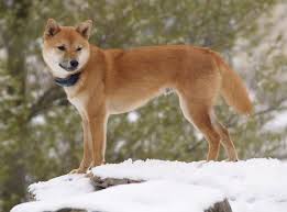 shiba inu dog breed information and pictures