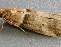 Image result for Acrotome hispida