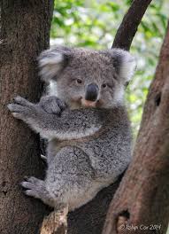 Koalas 4 Cute Animal Quotes Fluffy Animals Cute Funny Animals