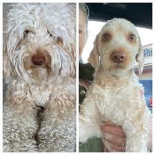 Photos, address, and phone number, opening hours, photos, and user reviews on yandex.maps. Lulu S Pet Grooming 11331 S Virginia St Reno Nv Pet Grooming Mapquest