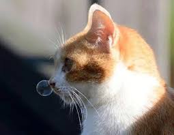 Kedicik Cute Animals Cats Funny Animal Photos