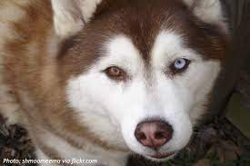Bedtime Math Husky Dogs Different Colored Eyes Husky Eyes
