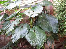 Elephant ear philodendron, spadeleaf philodendron or burgundy philodendron. Photos Of Giant Elephant Ear Philodendron Giganteum Inaturalist