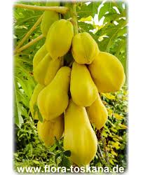 Papaya is packed with nutrients and great for digestive health. Carica Papaya Papaya Flora Toskana
