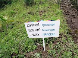 Image result for Agrocharis incognita