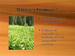 Maybe you would like to learn more about one of these? The Role Of Producers In An Ecosystem Ppt Video Online Download