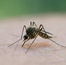 Amputation Nach Infektion Wie Gefahrlich Ist Ein Insektenstich Welt