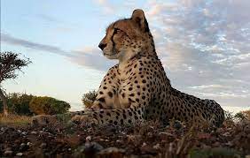 8 Pics Of Most Daring Photographer Kim Wolhuter Took Selfie With Cheetah Reckon Talk Wild Cats Game Reserve Cheetahs