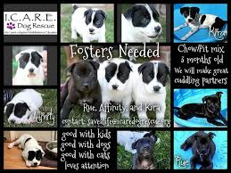 These Sweet Babies Need A New Foster Home Pitbull Chow Chow Mixes They Are Three Month Old Little Teddy Bears All Expenses Cat Love Rescue Dogs The Fosters