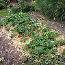 Mit diesen tipps zur pflanzung und pflege gelingt der anbau. Erdbeeren Tipps Zur Beetanlage Native Plants Gartenblog