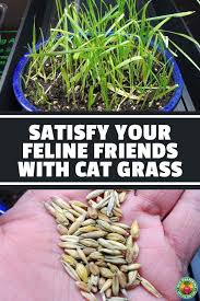 Want To Make Your Cats Happy Grow Some Cat Grass For Them We Ll Show You Multiple Methods To Please Your Feline Overlords Catgrass Tolle Garten Ideen Garten
