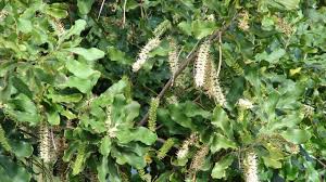 Image result for Macadamia tetraphylla