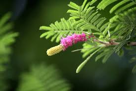 Image result for Dichrostachys