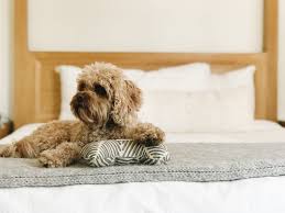 We have 271 properties for sale listed as ukiah ca, from just $245,000. 7 Pet Friendly Inns In California Cabbi