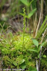 It grows in bogs in temperate and subarctic regions of the northern hemisphere. Hammarbya Paludosa Mekkyne Bahenni Pladias Database Of The Czech Flora And Vegetation