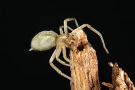 Yellow sac spiders frequent shrubs, trees, leaf litter, debris piles, and other similar habitats. Yellow Sac Spider Space For Life