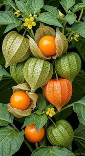 Image result for Physalis viscosa