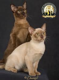 Breed Profile The Burmese