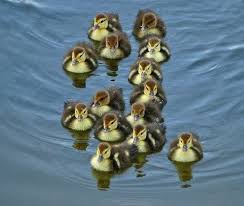 I rescued a wild baby duckling and it seems like it has just been born. Baby Ducks Baby Ducks Beautiful Birds Cute Animals