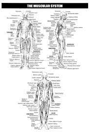 16 what does the muscular system do? The Muscular System Worksheets Answer Key Skeletal System Worksheet Muscular System Human Skeletal System