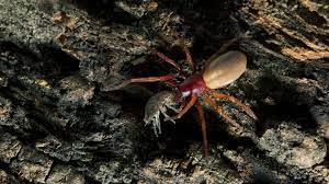 Woodlouse Spider Dysdera Crocata Woodland Trust