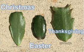 Yes, there are multiple holiday cacti (including an like all the plants we have there, it gets no special care otherwise. How To Tell The Difference Between A Thanksgiving Christmas And Easter Cactus Holiday Cactus Christmas Cactus Plant Easter Cactus