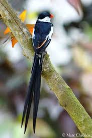 Black Bird With White Stripes On Wings And Tail South Africa Pin Tailed Whydah