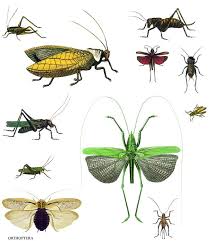 Insects Insects Theme Insects Little Critter