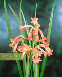 Image result for Cyrtanthus mackenii