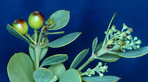 Image result for Santalaceae