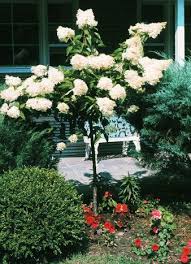Compact Plants Dwarf Trees Shrubs Evergreens And Perennials Sheridannurseries Com Dwarf Trees For Landscaping Shrubs For Landscaping Dwarf Trees