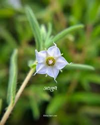 Image result for Trichodesma