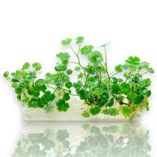 Image result for Hydrocotyle sibthorpioides